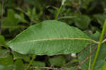 Purple milkweed